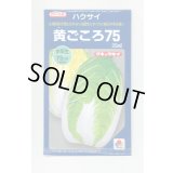 送料無料　[白菜]　黄ごころ75　20ml　タキイ種苗(株)