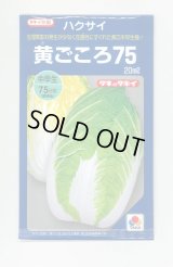 送料無料　[白菜]　黄ごころ75　20ml　タキイ種苗(株)