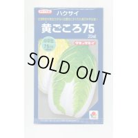 [白菜]　黄ごころ75　20ml　タキイ交配