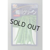 [いんげん]　鴨川グリーン　1L　ヴィルモランみかど（株）