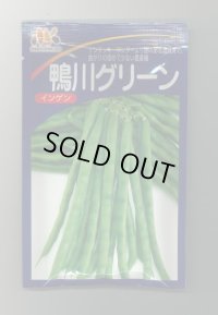 [いんげん]　鴨川グリーン　1L　ヴィルモランみかど（株）