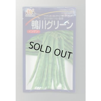 画像1: [いんげん]　鴨川グリーン　1L　ヴィルモランみかど（株）