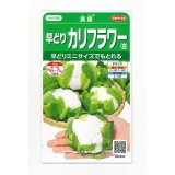 送料無料　[カリフラワー]　美星　約100粒　(株)サカタのタネ　実咲450（002925）