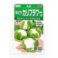 送料無料　[カリフラワー]　美星　約100粒　(株)サカタのタネ　実咲450（002925）