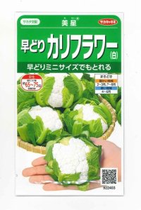 送料無料　[カリフラワー]　美星　約100粒　(株)サカタのタネ　実咲450（002925）