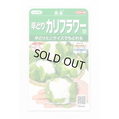 画像1: 送料無料　[カリフラワー]　美星　約100粒　(株)サカタのタネ　実咲450（002925）