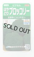 送料無料　[ブロッコリー]　ピクセル　約100粒　(株)サカタのタネ　実咲450（002927）