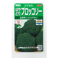 送料無料　[ブロッコリー]　ピクセル　約100粒　(株)サカタのタネ　実咲450（002927）