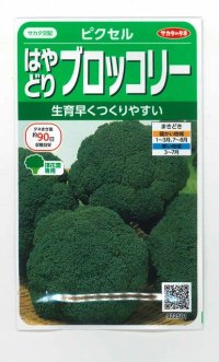 送料無料　[ブロッコリー]　ピクセル　約100粒　(株)サカタのタネ　実咲450（002927）
