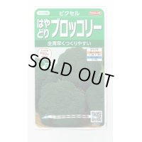 [ブロッコリー]　ピクセル　約100粒　サカタのタネ（株）　実咲400