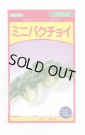 送料無料　[中国野菜]　ミニパクチョイ　3ml　武蔵野交配