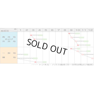 画像2: [ほうれんそう]　クロノス　[Mサイズ・3万粒]　サカタ交配　