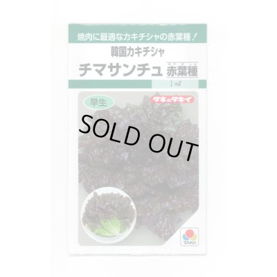 画像1: 送料無料　[レタス]　チマサンチュ　赤葉種　20ml　タキイ種苗