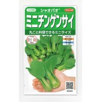 [中国野菜]　シャオパオ（ミニチンゲンサイ）　約500粒　サカタ交配　実咲