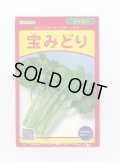 送料無料　[中国野菜]　宝みどり　4ml　武蔵野交配