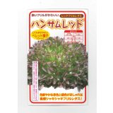 送料無料　[レタス]　ハンサムレッド　100粒　横浜植木(株)