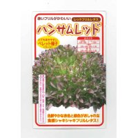 [レタス]　ハンサムレッド　100粒　横浜植木（株）