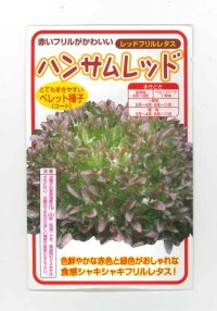 [レタス]　ハンサムレッド　100粒　横浜植木（株）