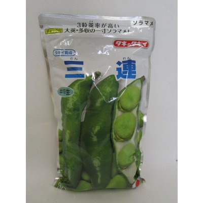 画像1: [そら豆]　三連　1L(およそ210粒)　タキイ種苗(株)
