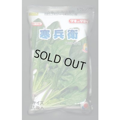 画像1: [ほうれんそう]　寒兵衛　3万粒(種子サイズ：M)　タキイ種苗(株)