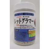 送料無料　[たまねぎ]　レッドグラマー（PVP)　ペレット5千粒　カネコ種苗（株）