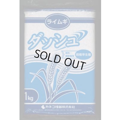 画像1: [緑肥]　ライ麦　ダッシュ　1kg　カネコ種苗(株)