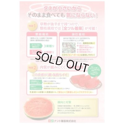 画像2: 送料無料　[スイカ]　小玉スイカ　ピノガール　5粒　ナント種苗(株)