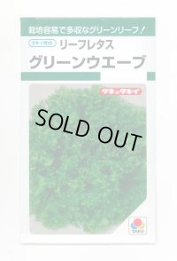 送料無料　[レタス]　リーフレタス　グリーンウェーブ　1.8ml　タキイ種苗(株)　GF