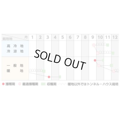 画像2: [ほうれんそう]　　ピンドン　Ｍ3万粒　サカタ交配