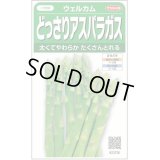 送料無料　[アスパラガス]　ウェルカム　約20粒　(株)サカタのタネ　実咲450（003040）
