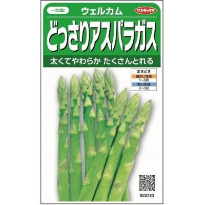 画像1: [アスパラガス]　ウェルカム　約20粒　サカタのタネ（株）　実咲400