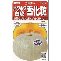 [かぼちゃ]　雪化粧　　約8粒　サカタのタネ（株）　実咲400