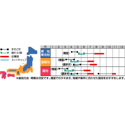 画像3: [かぼちゃ]　栗っプチ　100粒　サカタ交配　