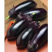 送料無料　[なす]　PCお竜　1000粒　タキイ種苗(株)