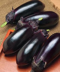 送料無料　[なす]　PCお竜　1000粒　タキイ種苗(株)