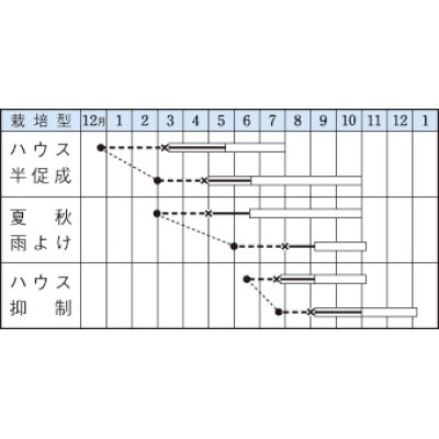 画像3: [トマト/桃太郎系]　桃太郎８　16粒 　タキイ種苗（株）　DF　