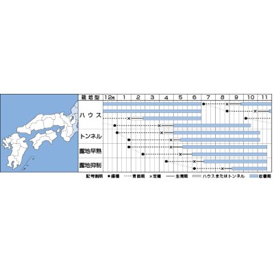 画像3: 送料無料　[なす]　PCお竜　15粒　タキイ種苗(株)　DF