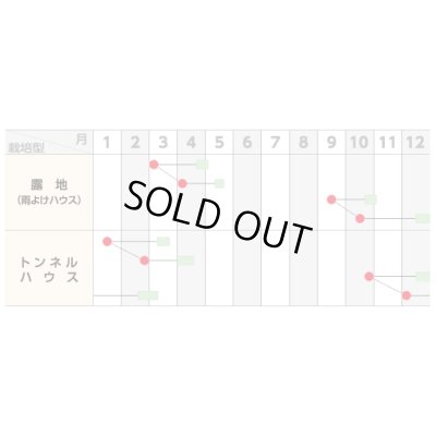 画像2: 送料無料 [小松菜] さくらぎ 20ml （株）サカタのタネ