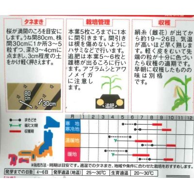 画像2: [とうもろこし]　ゴールドラッシュ90　約55粒　サカタ交配 　実咲　