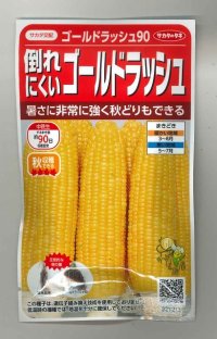 [とうもろこし]　ゴールドラッシュ90　約55粒　サカタ交配 　実咲　