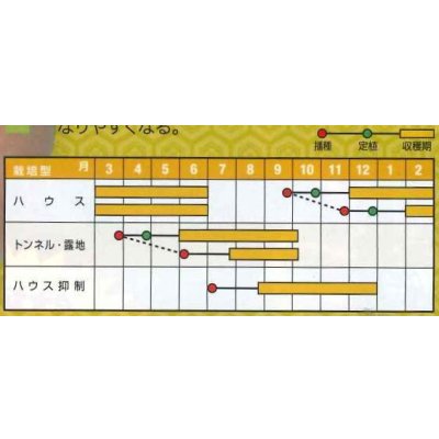 画像5: 送料無料　[オクラ]　大奥　2000粒　ナント種苗(株)