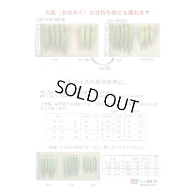 画像4: 送料無料　[オクラ]　大奥　6ml(約60粒)　ナント種苗(株)