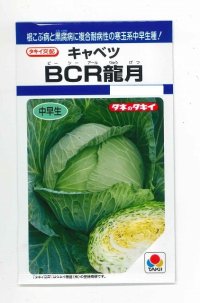 [キャベツ]　ＢＣＲ龍月　160粒　タキイ種苗（株）　DF