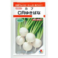 送料無料　[かぶ]　CRゆきばな　3ml　タキイ種苗(株)　RF