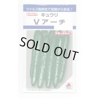 送料無料　[キュウリ]　Ｖアーチ　10粒　タキイ種苗(株)　DF
