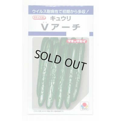 画像1: 送料無料　[キュウリ]　Ｖアーチ　10粒　タキイ種苗(株)　DF