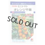 送料無料　[トマト/ミニトマト]　オレンジ千果　小袋(16粒)　タキイ種苗(株)　DF