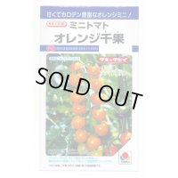 送料無料　[トマト/ミニトマト]　オレンジ千果　小袋(16粒)　タキイ種苗(株)　DF