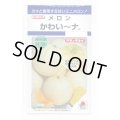 送料無料　[メロン]　かわい〜ナ　8粒　タキイ種苗(株)　DF