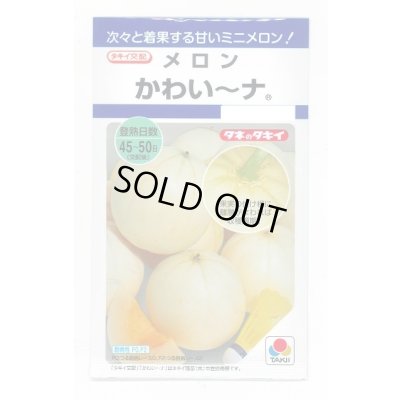 画像1: 送料無料　[メロン]　かわい〜ナ　8粒　タキイ種苗(株)　DF